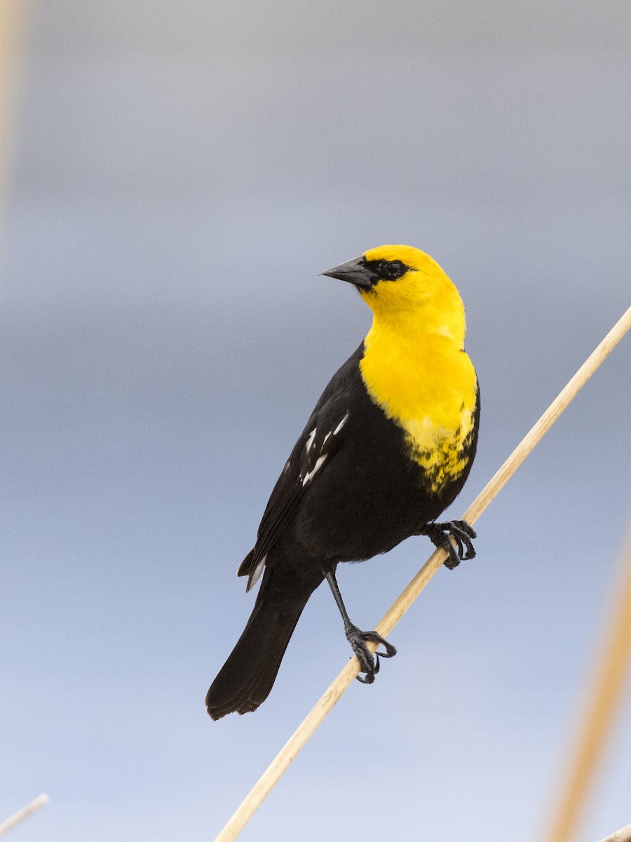 Yellow-headed Blackbird - ML330291311
