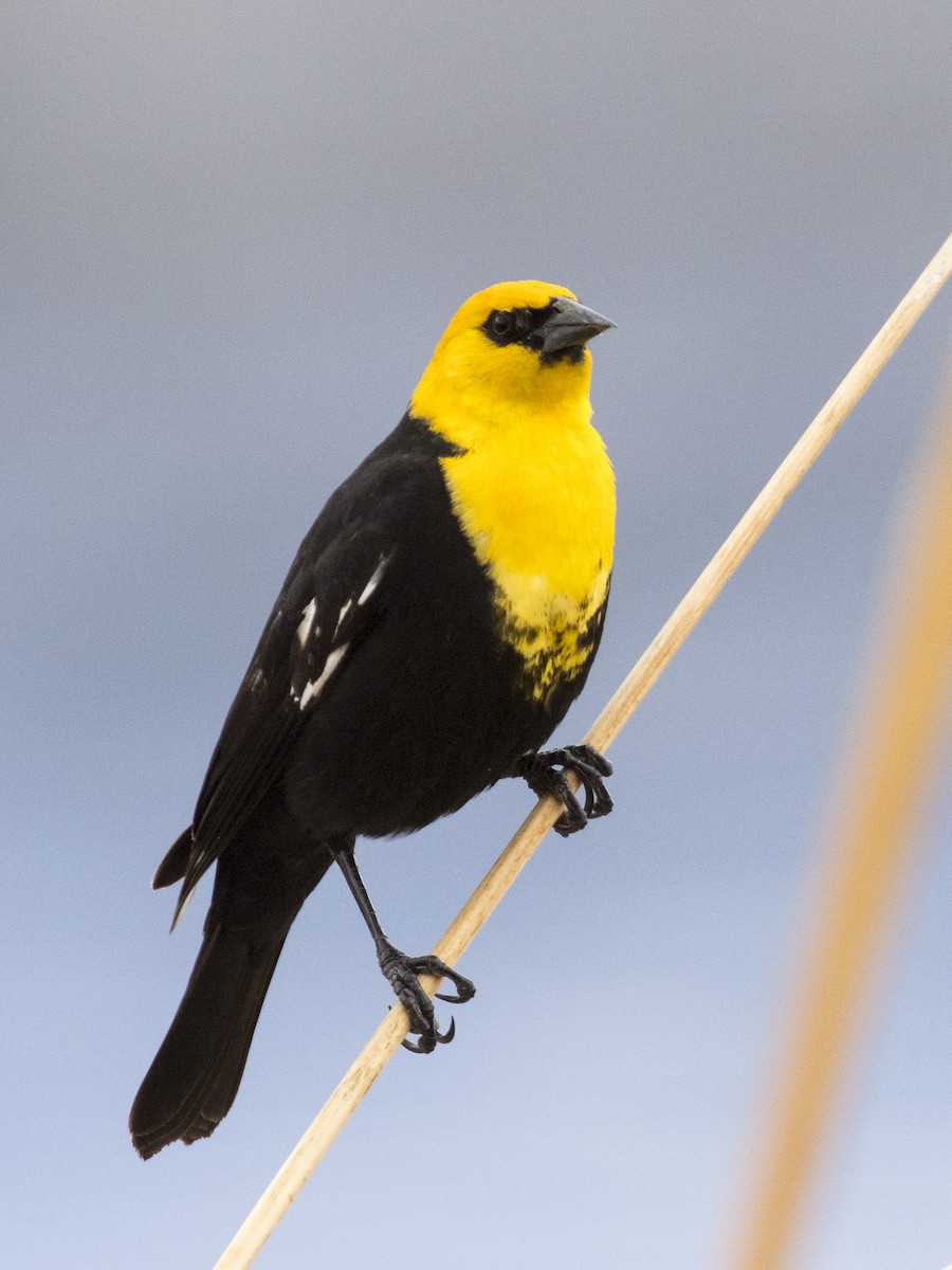 Yellow-headed Blackbird - ML330291361