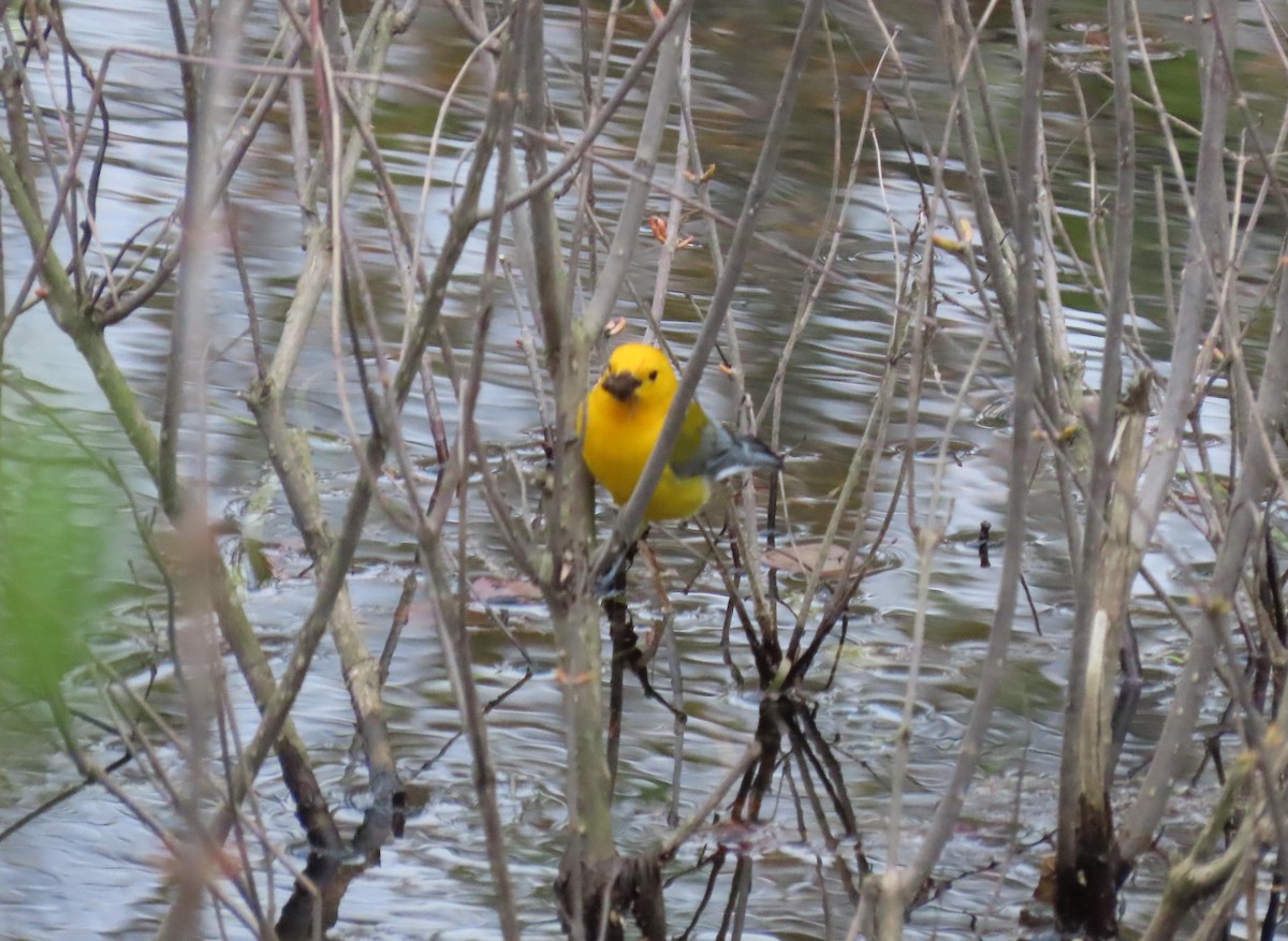 Prothonotary Warbler - ML330292851