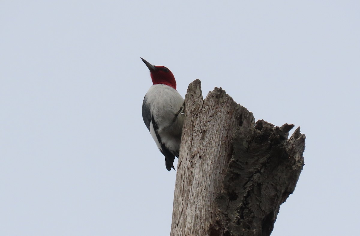 Red-headed Woodpecker - ML330297231