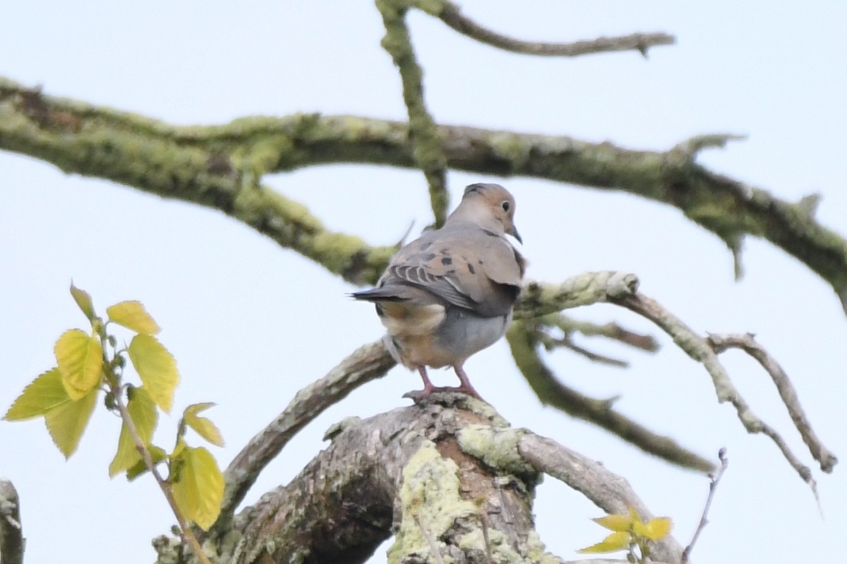 Mourning Dove - Cathryn Dippo
