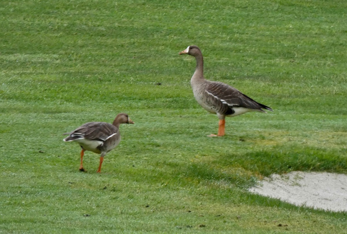 Greater White-fronted Goose - ML330302171