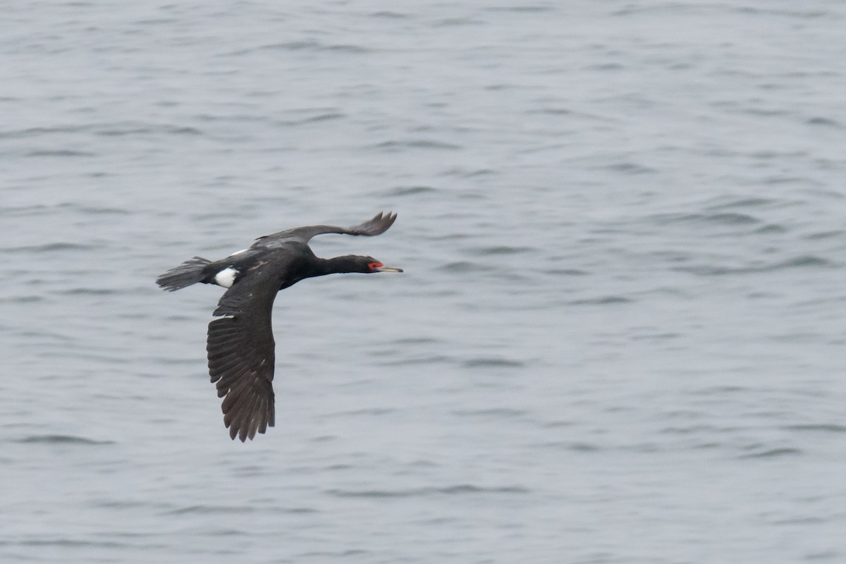 Red-faced Cormorant - ML33030521