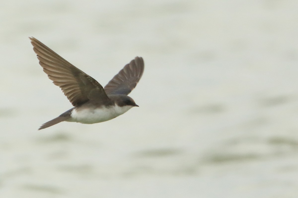 Northern Rough-winged Swallow - ML330308331