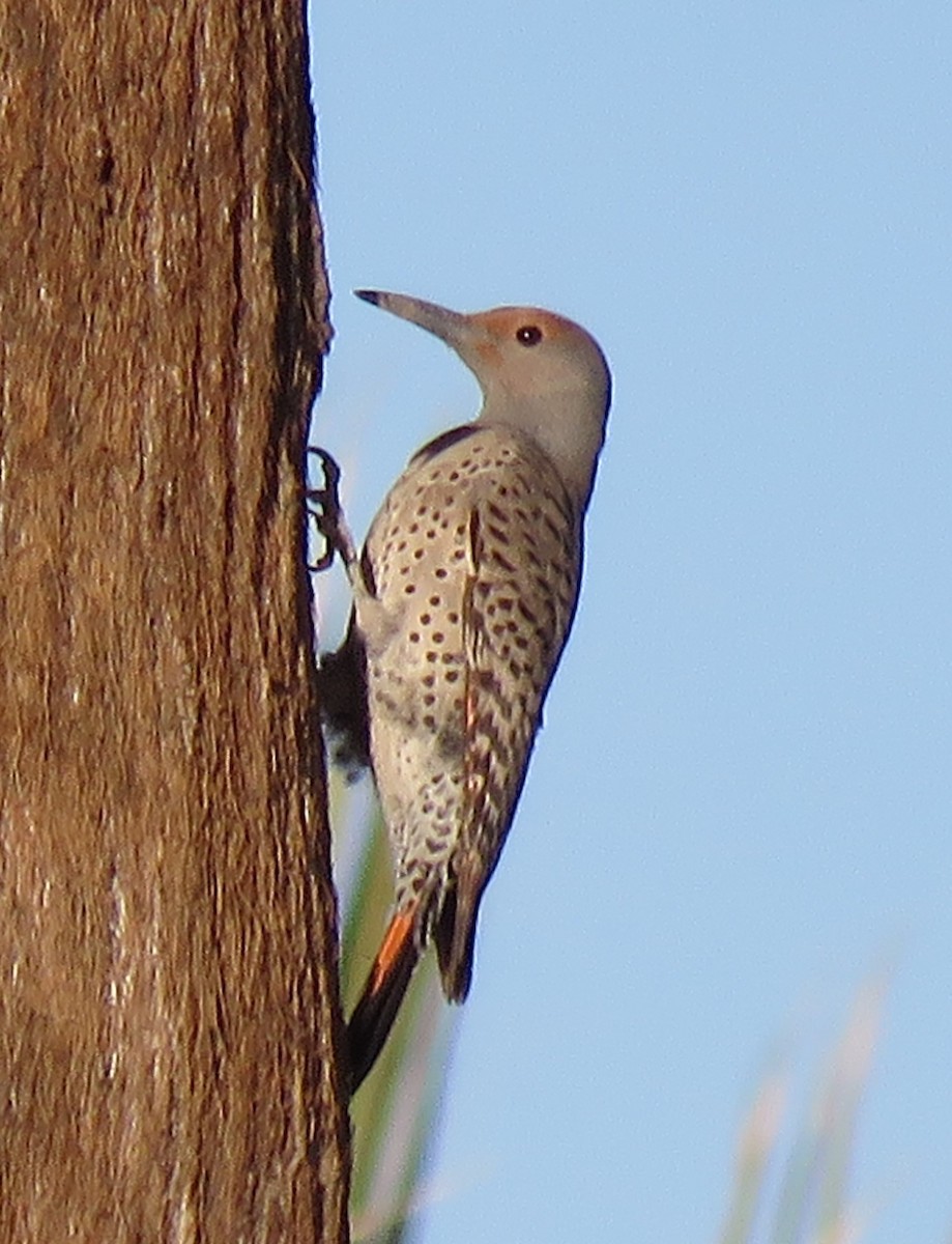 Northern Flicker (Red-shafted) - Colin Meusel