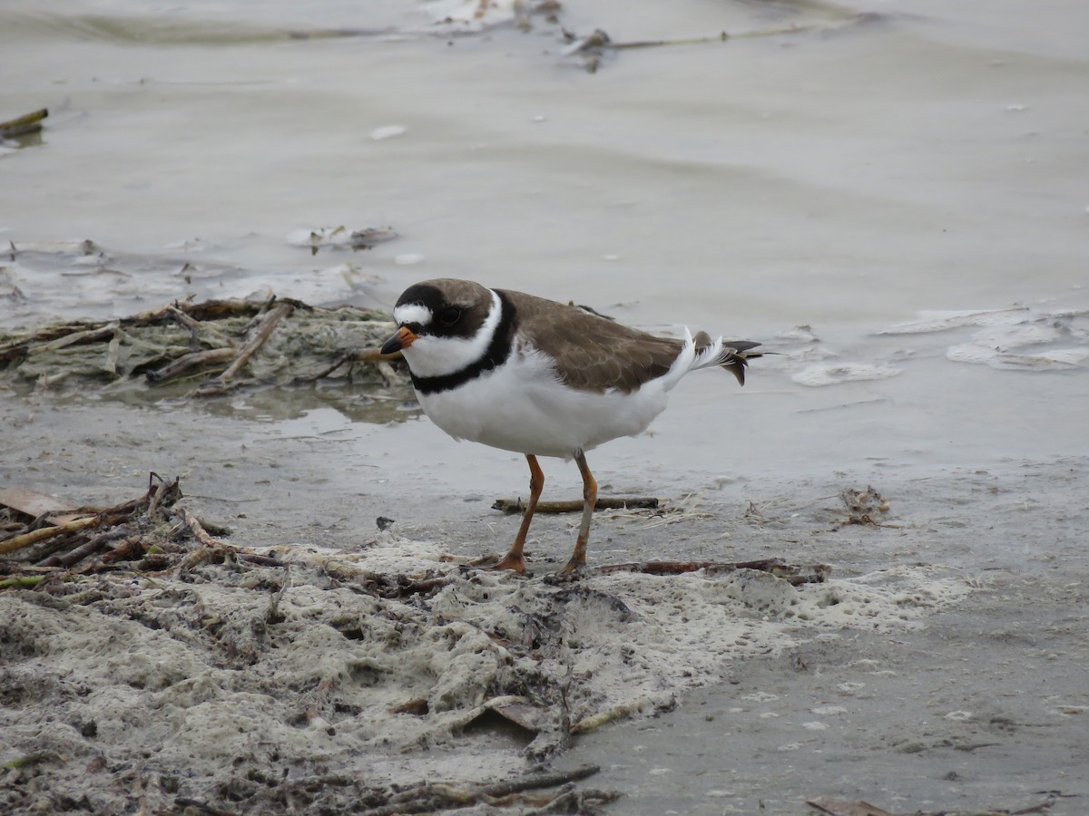 Semipalmated Plover - ML330313631