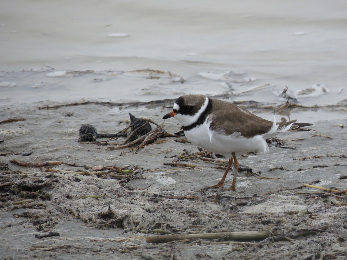 Semipalmated Plover - ML330313741