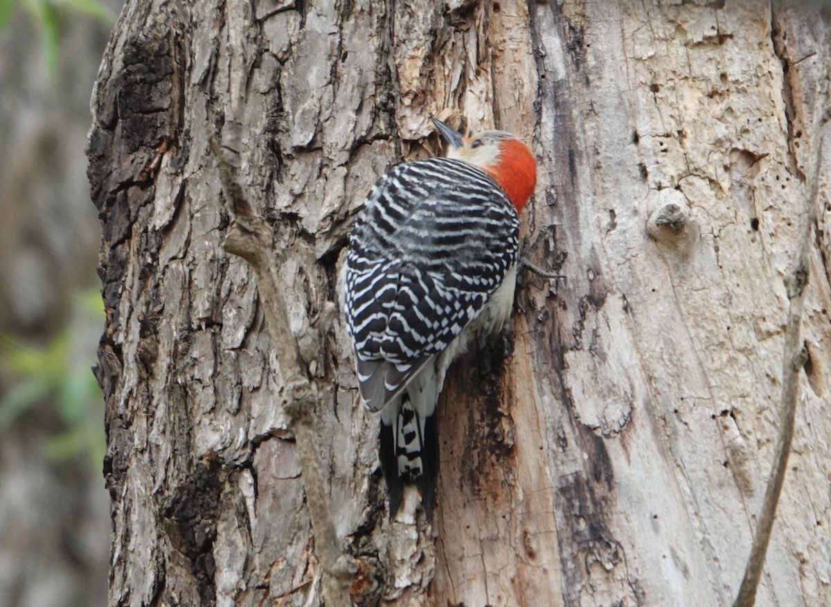 Red-bellied Woodpecker - ML330314041
