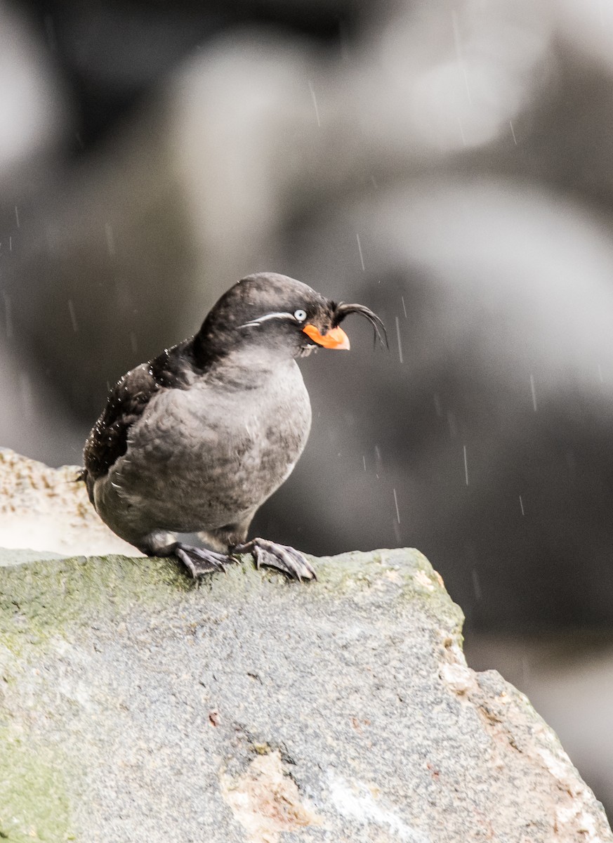 Crested Auklet - ML33031441