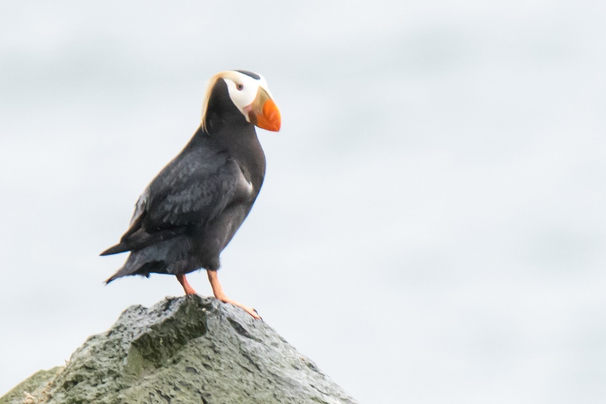 Tufted Puffin - ML33031461