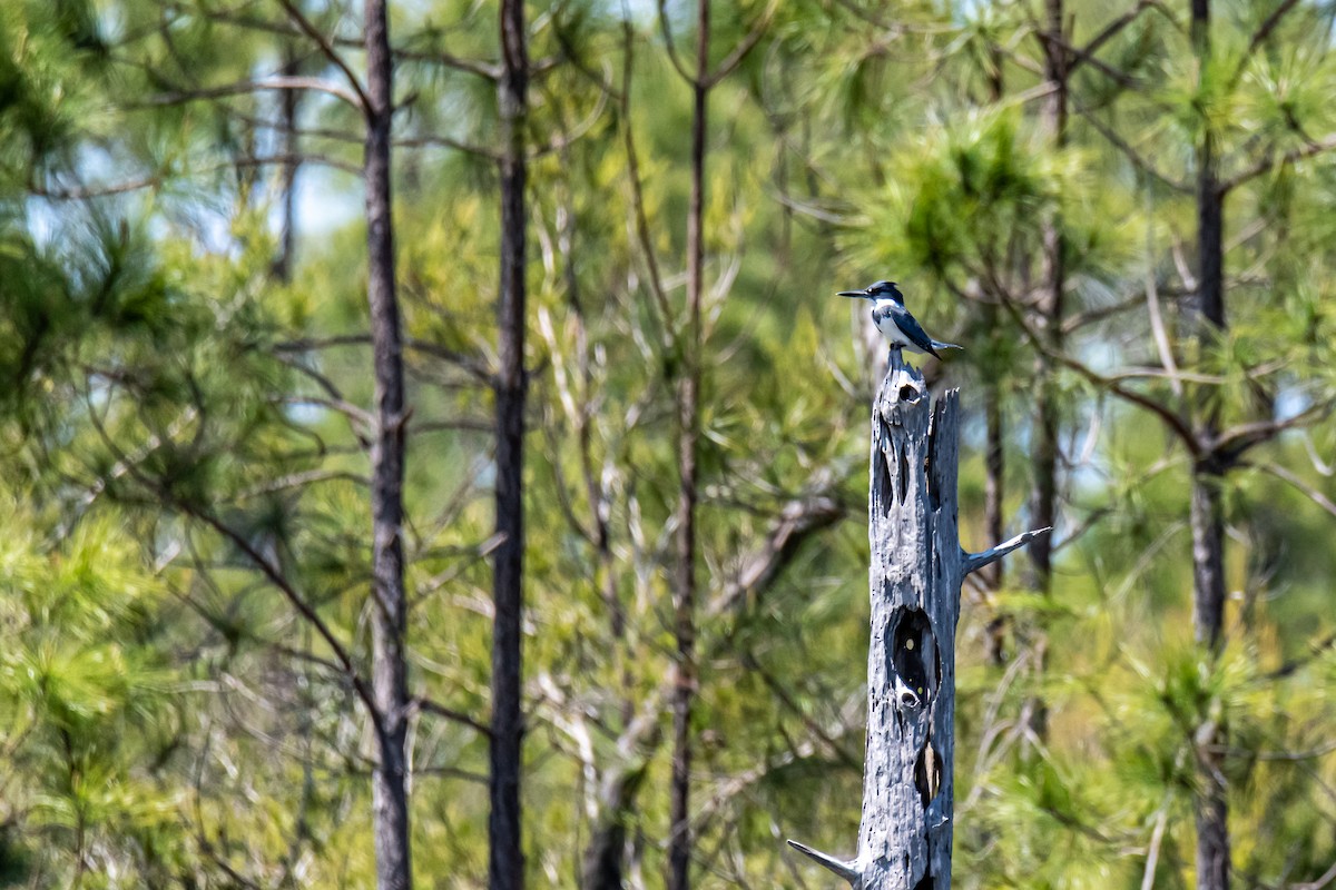 Belted Kingfisher - ML330319281