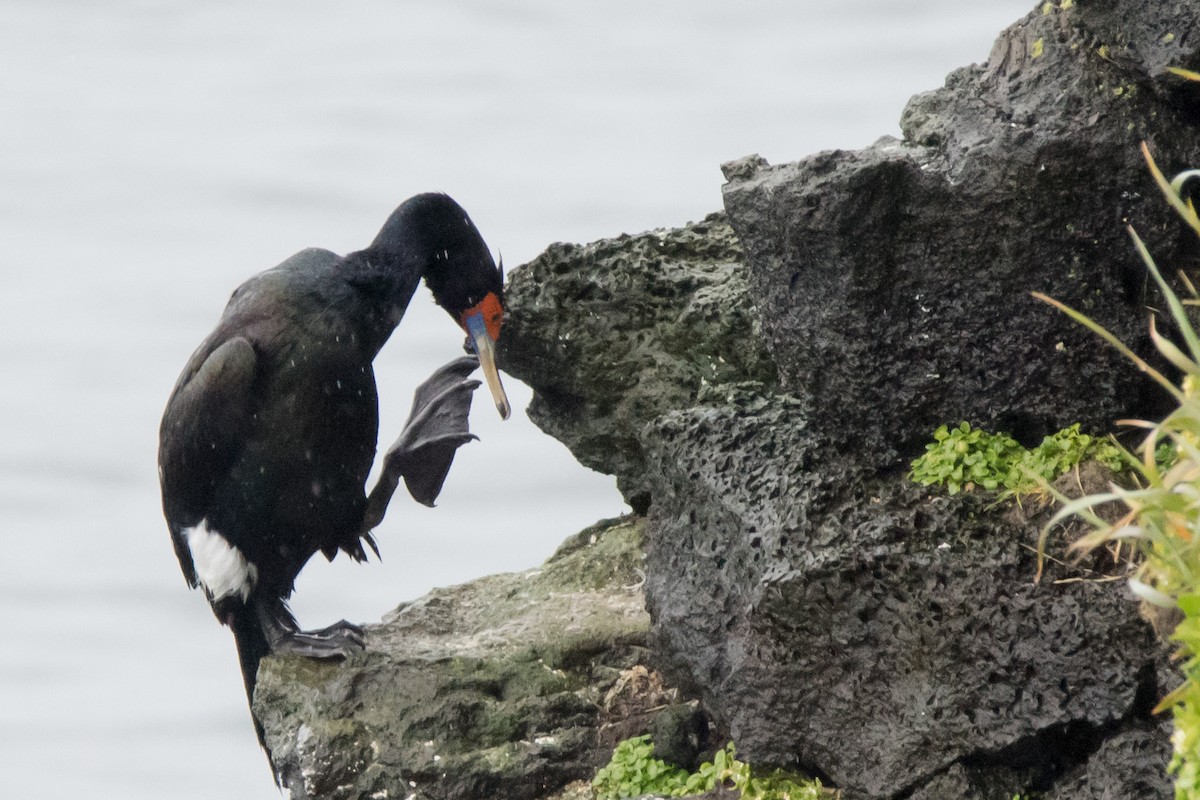 Red-faced Cormorant - ML33031961