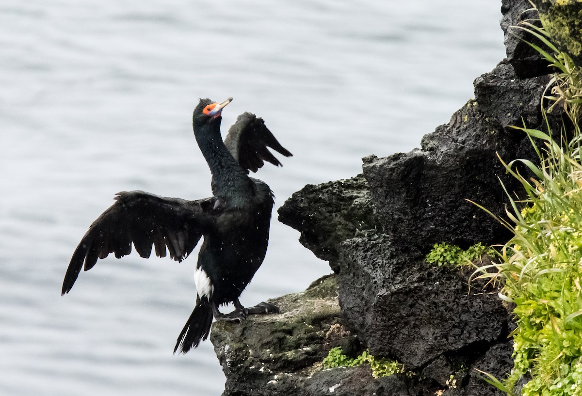 Red-faced Cormorant - ML33032061