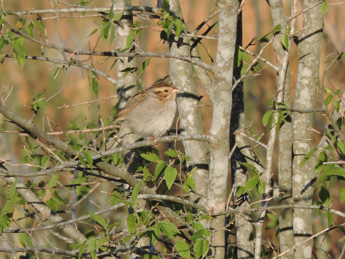 Clay-colored Sparrow - ML330324981