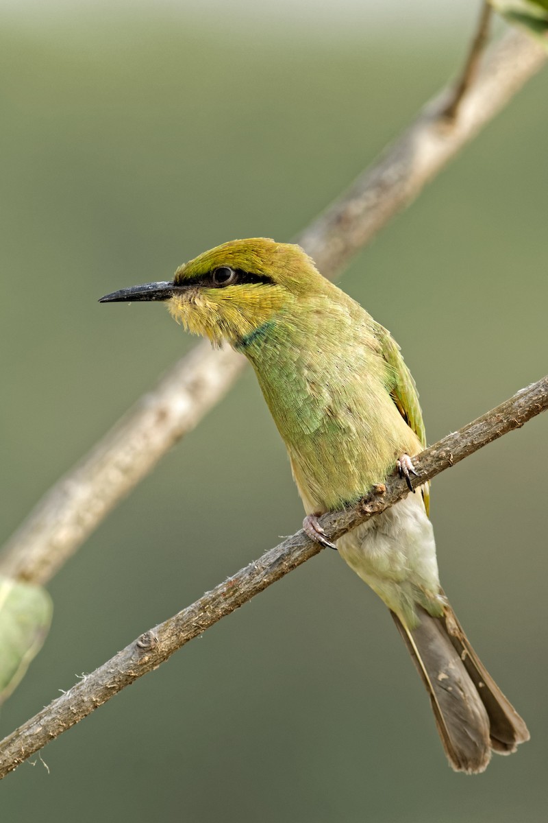 Asian Green Bee-eater - Able Lawrence