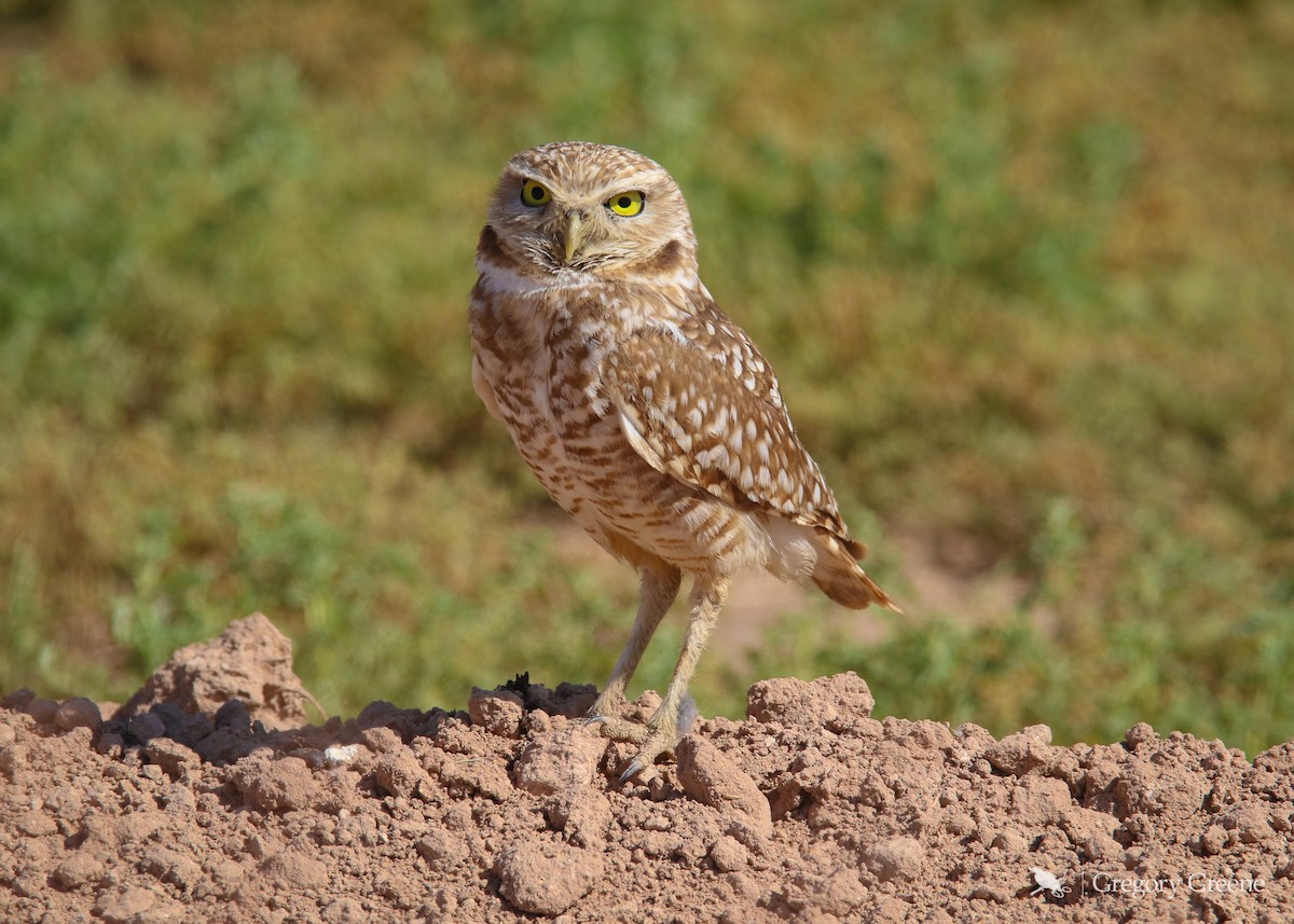 Burrowing Owl - ML330327211