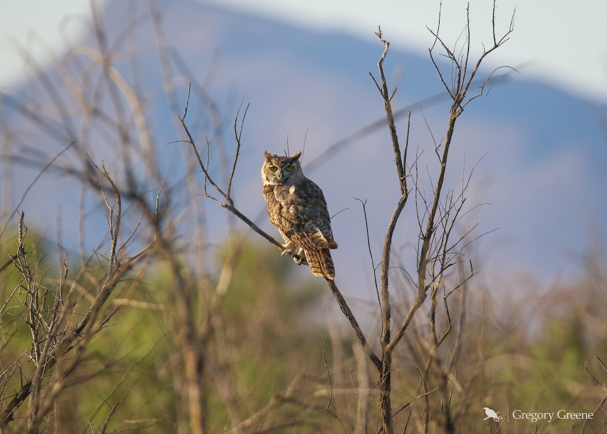 Great Horned Owl - ML330329011