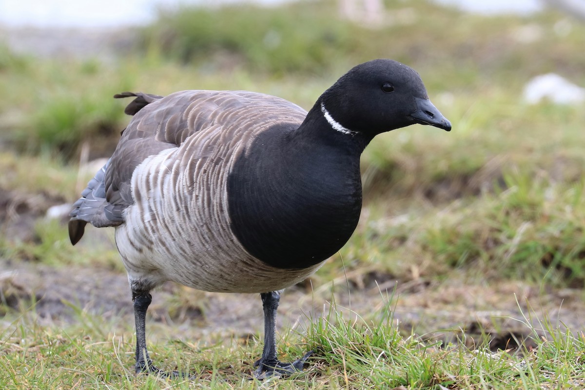 Brant - ML330330101