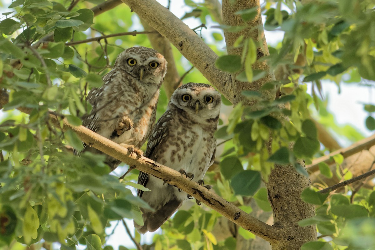 Spotted Owlet - ML33033131