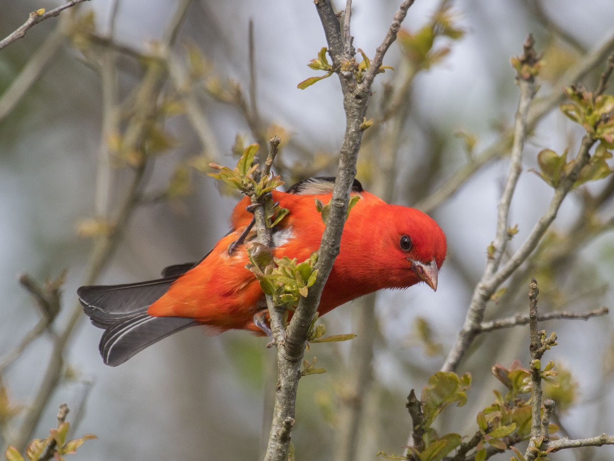 Scarlet Tanager - Geoff Hill
