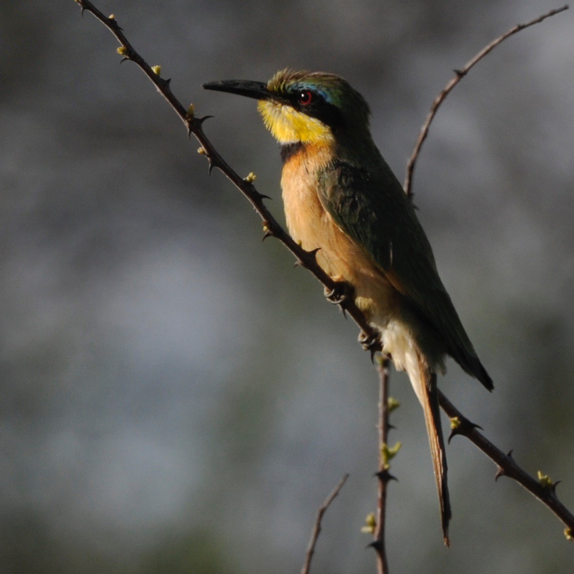 European Bee-eater - Cliff Peterson