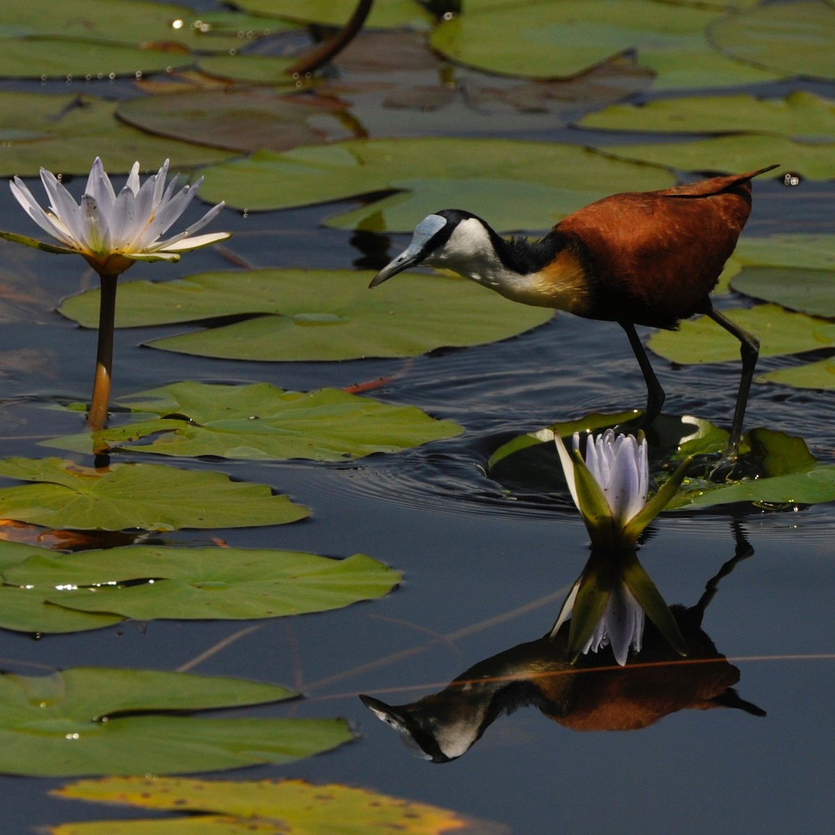African Jacana - Cliff Peterson