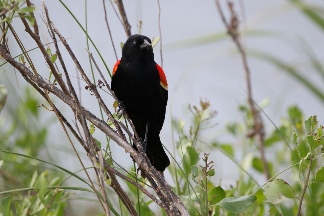 Red-winged Blackbird - ML330337001