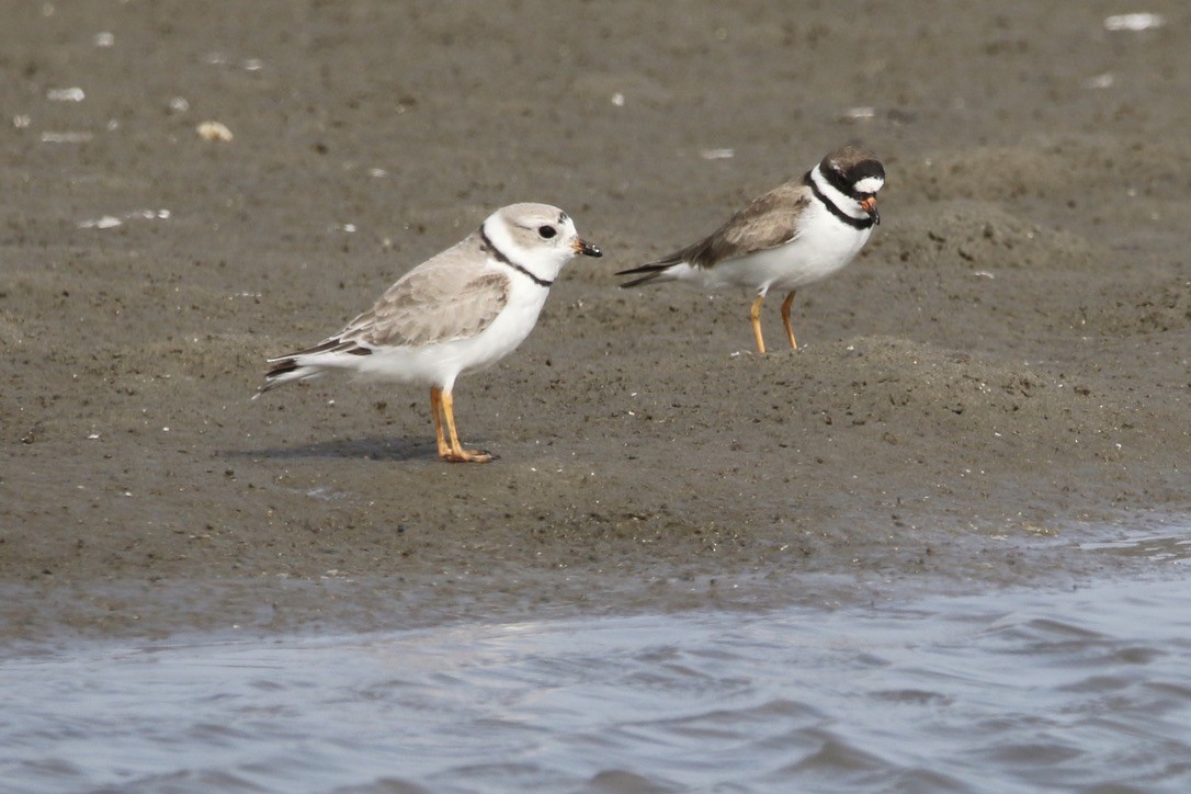 Piping Plover - Stephanie  Wallace