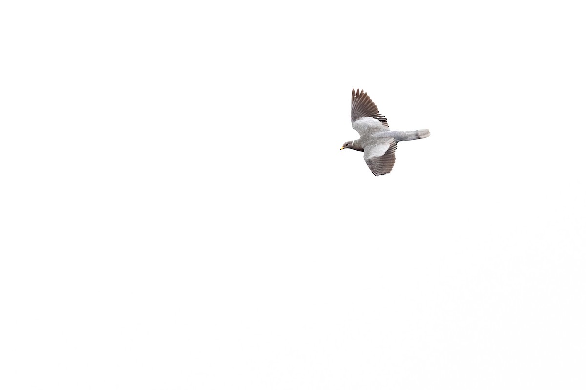 Полосатохвостый голубь - ML330339271