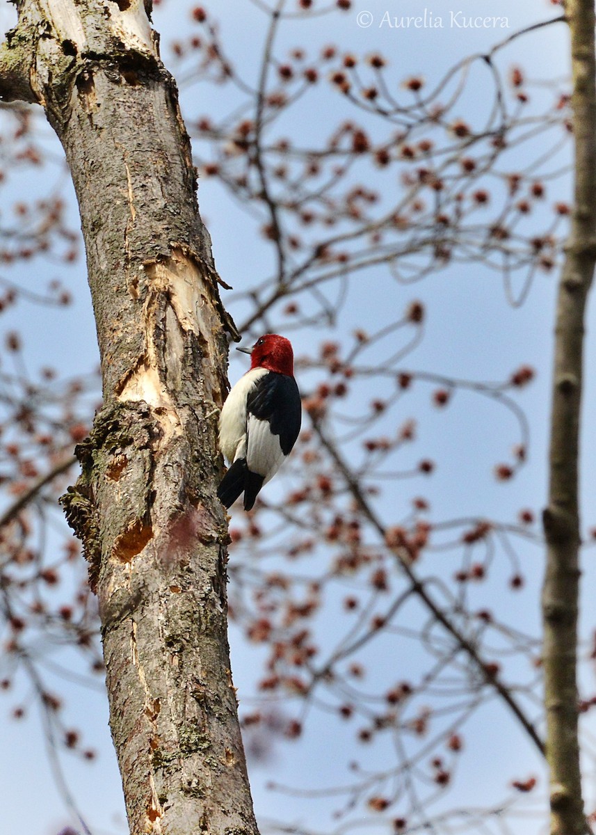 Red-headed Woodpecker - ML330341811