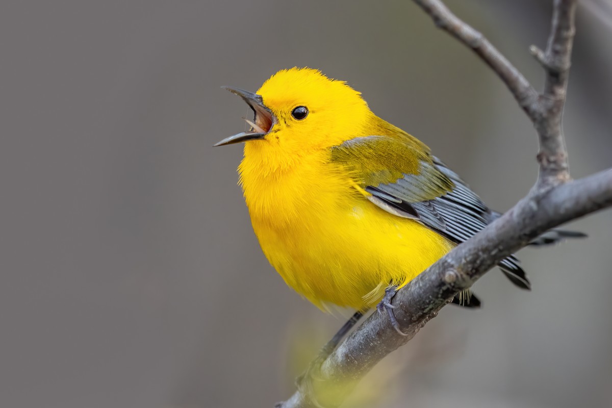 Prothonotary Warbler - Brad Imhoff