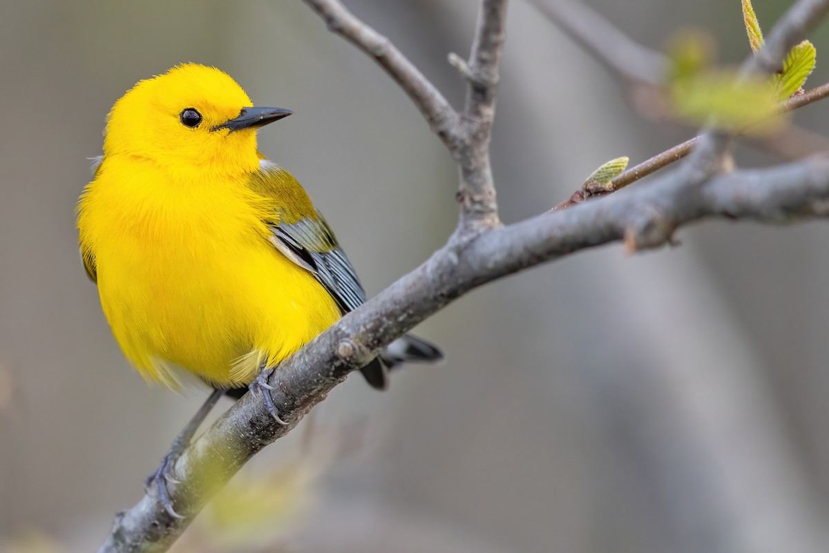 Prothonotary Warbler - ML330342271