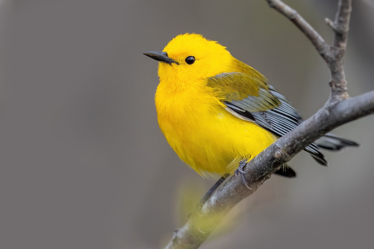 Prothonotary Warbler - ML330342311