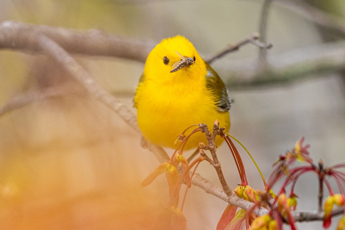 Prothonotary Warbler - Brad Imhoff