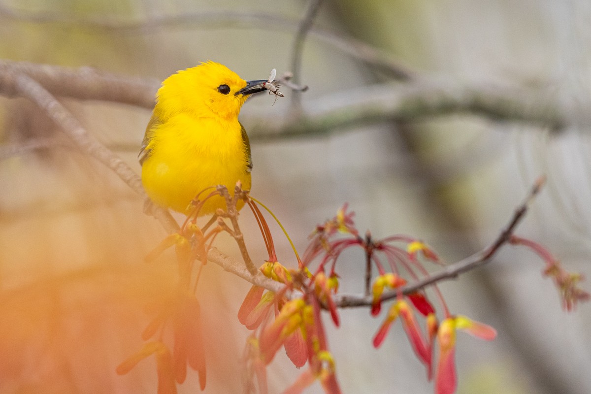 Prothonotary Warbler - ML330342611