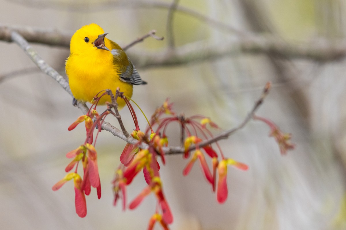 Prothonotary Warbler - ML330342691