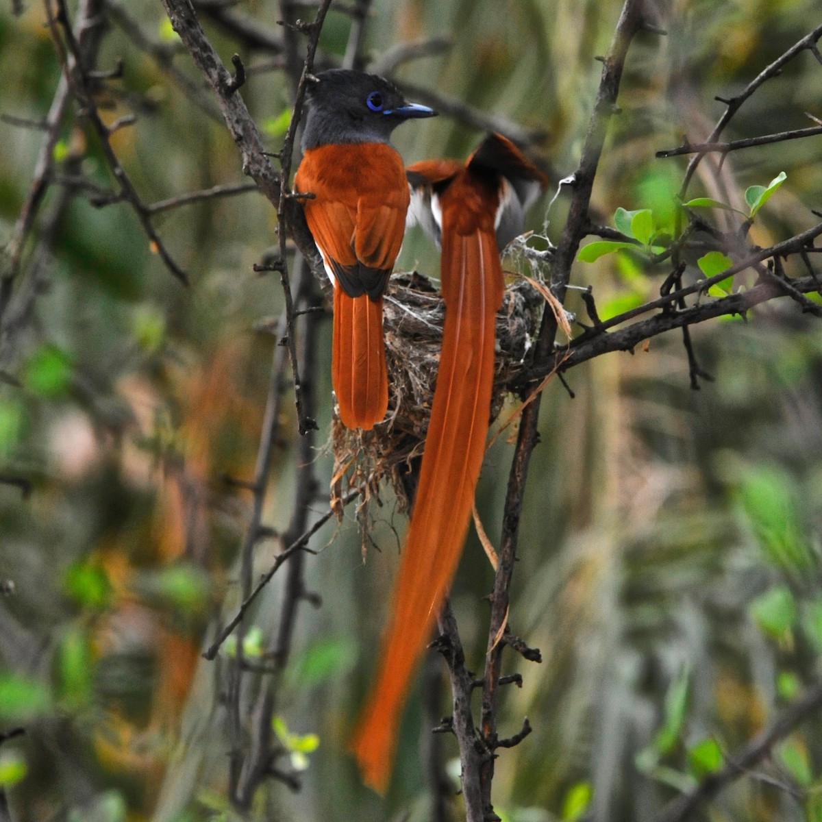African Paradise-Flycatcher - Cliff Peterson