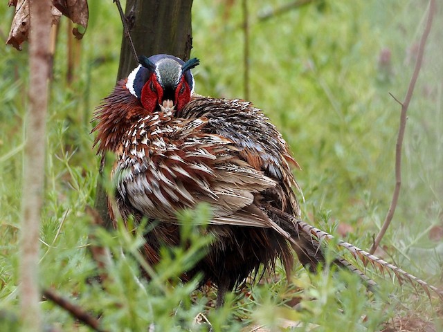 Ring-necked Pheasant - eBird