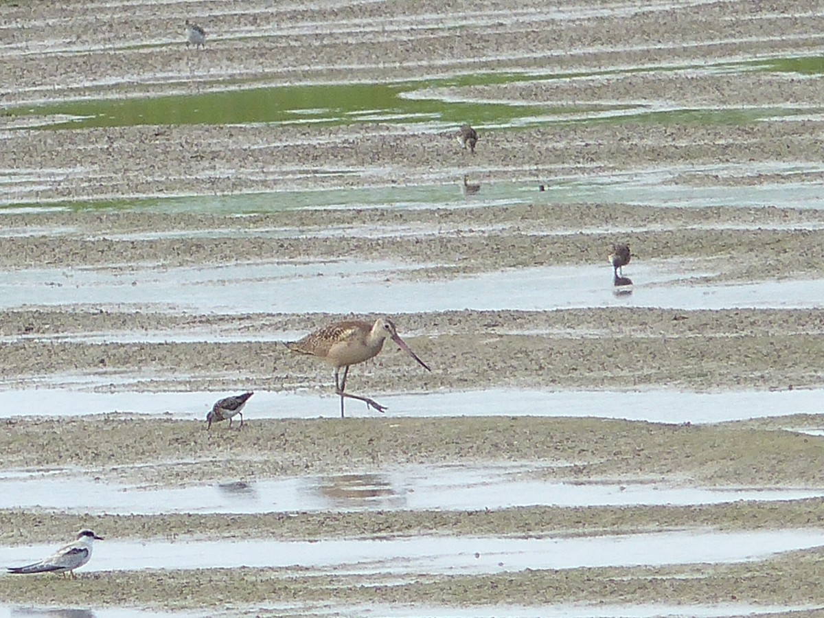 Marbled Godwit - Lance Runion 🦤