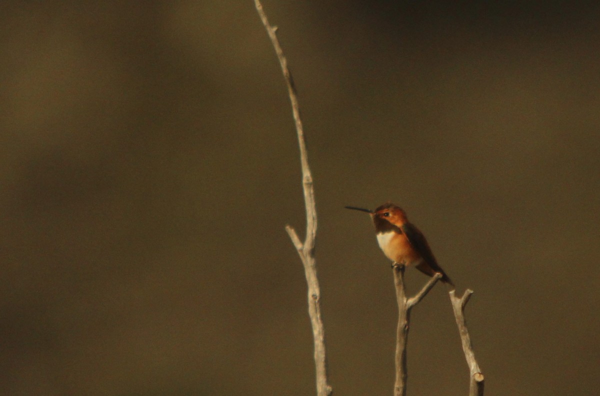 Rufous Hummingbird - John Pike