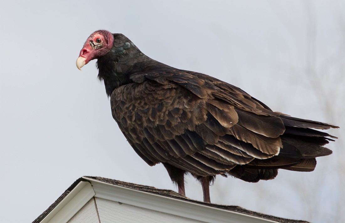 Turkey Vulture - ML330354461