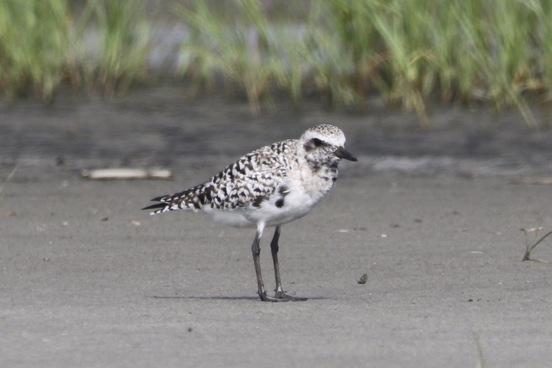 Black-bellied Plover - Stephanie  Wallace