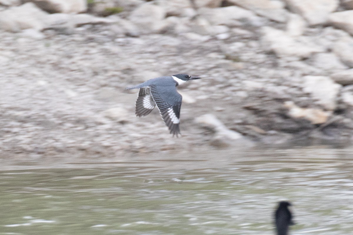 Belted Kingfisher - ML330368331