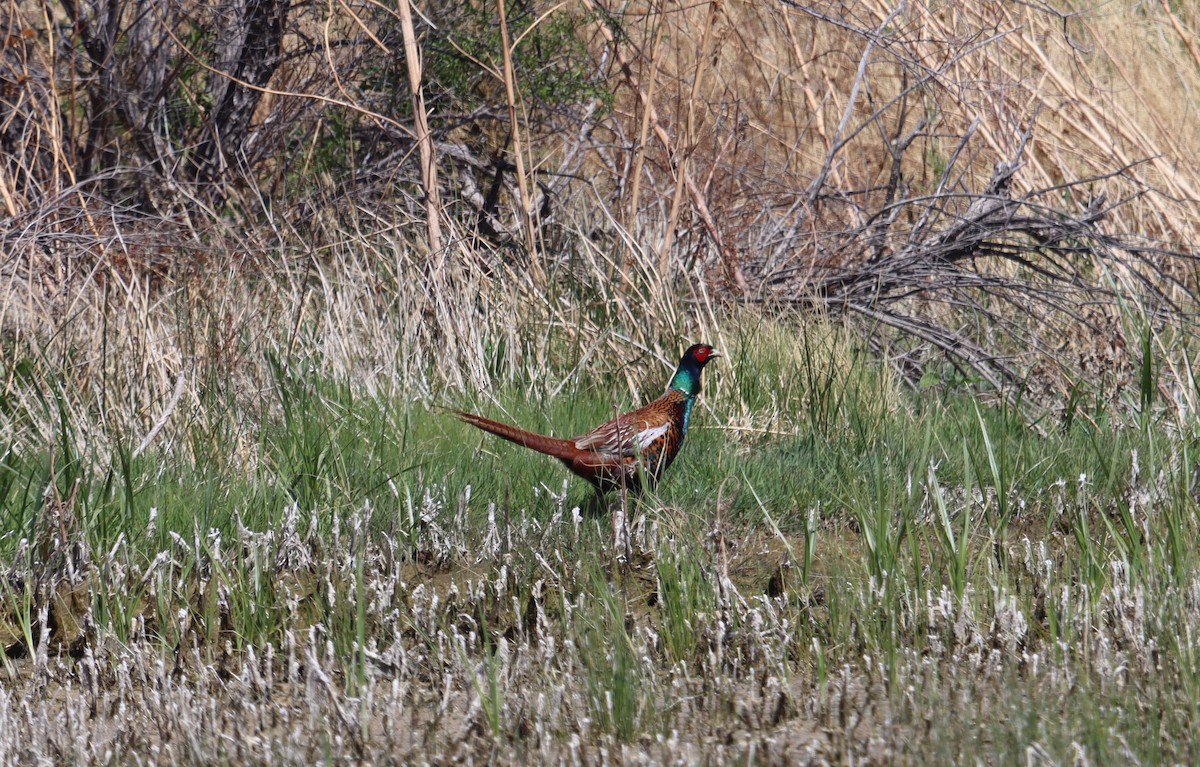 Ring-necked Pheasant - ML330369481