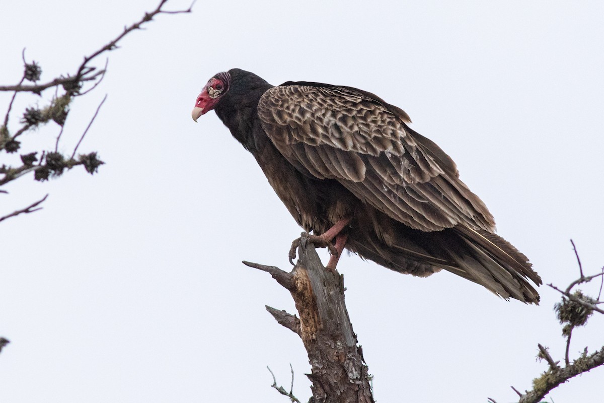 Turkey Vulture - Craig Kingma