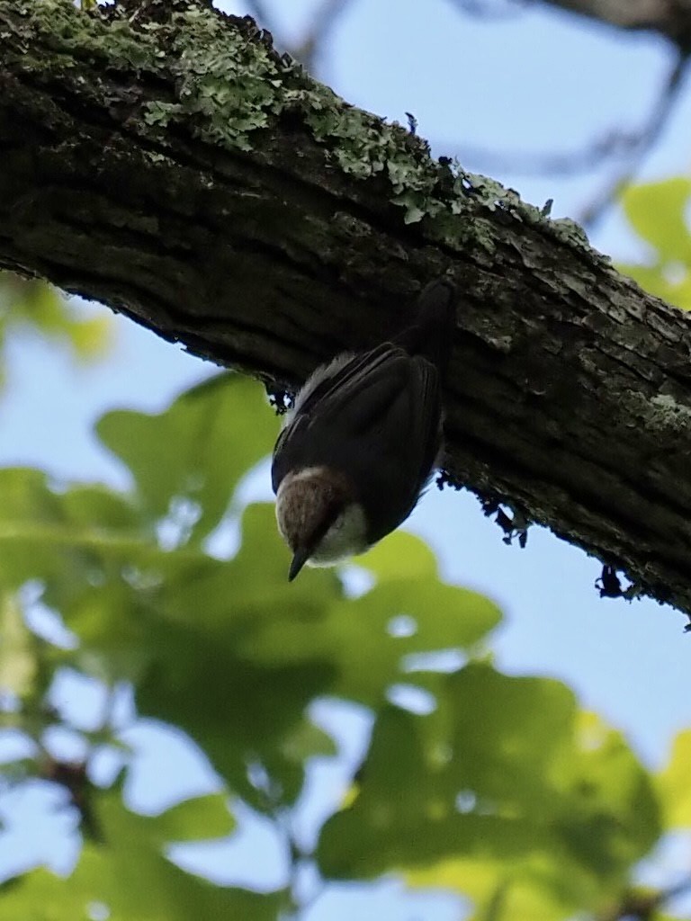 Brown-headed Nuthatch - ML330375811