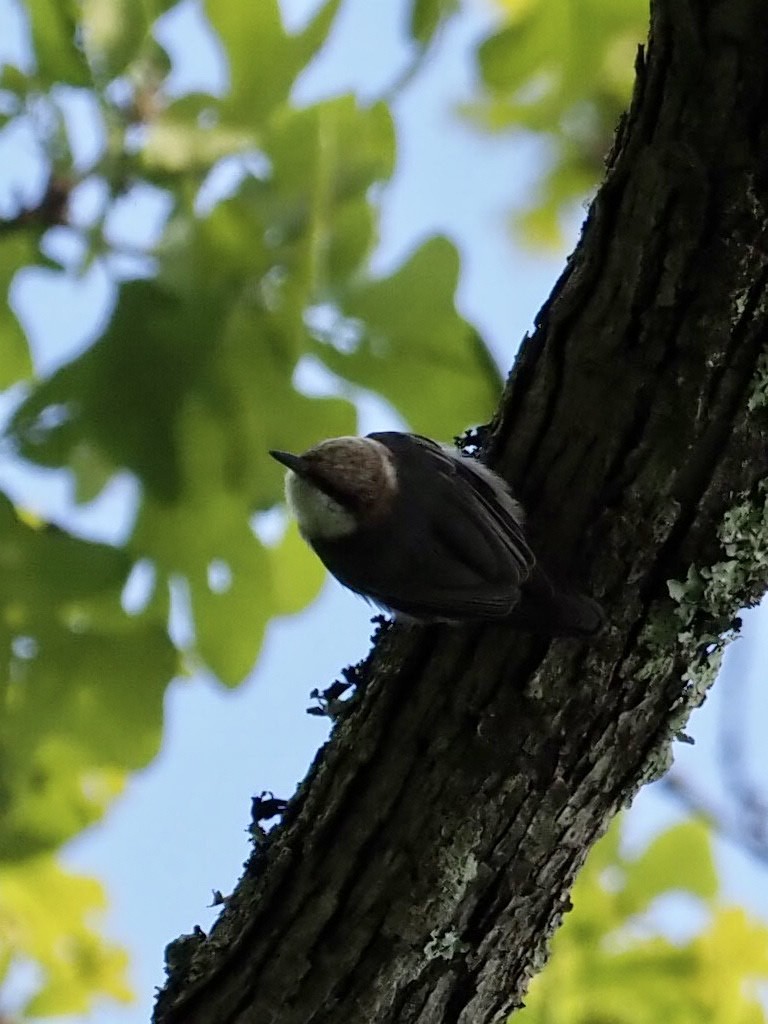 Brown-headed Nuthatch - ML330375821
