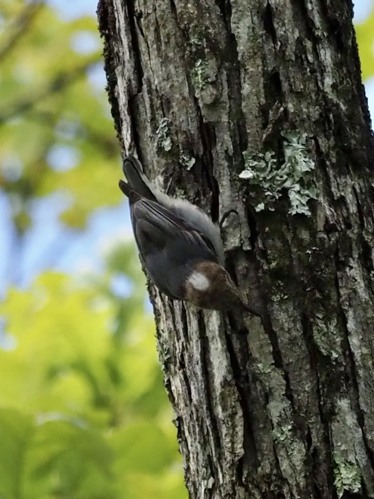 Brown-headed Nuthatch - ML330375831