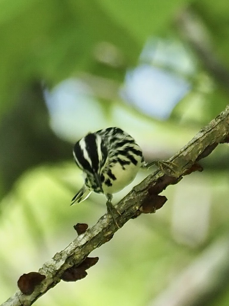 Black-and-white Warbler - ML330376151