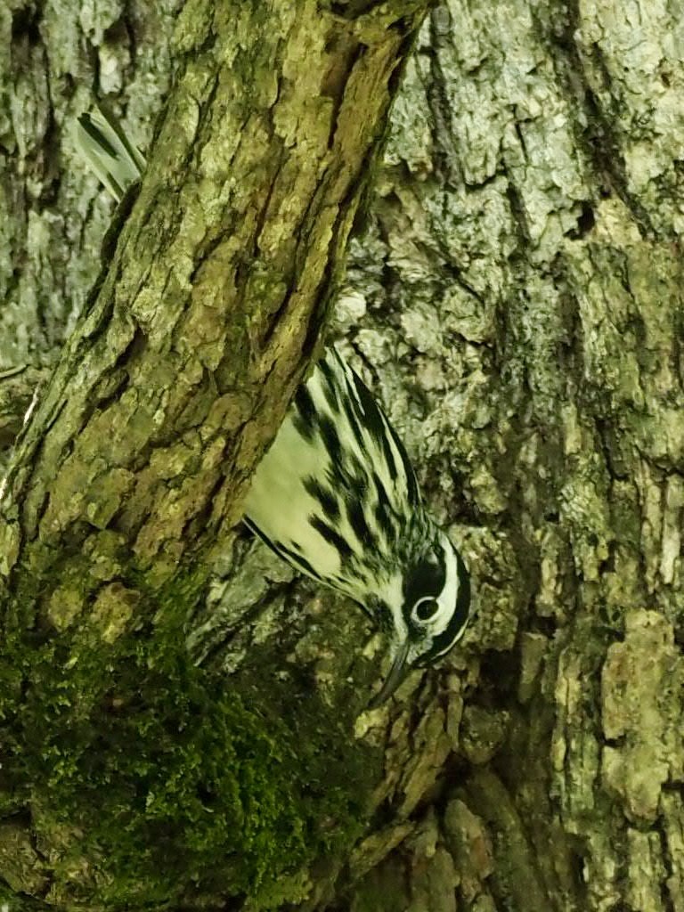 Black-and-white Warbler - ML330376161